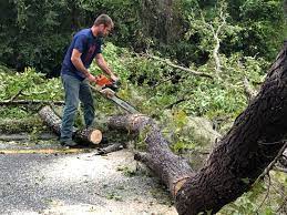 Best Arborist Consultation Services  in Malibu, CA