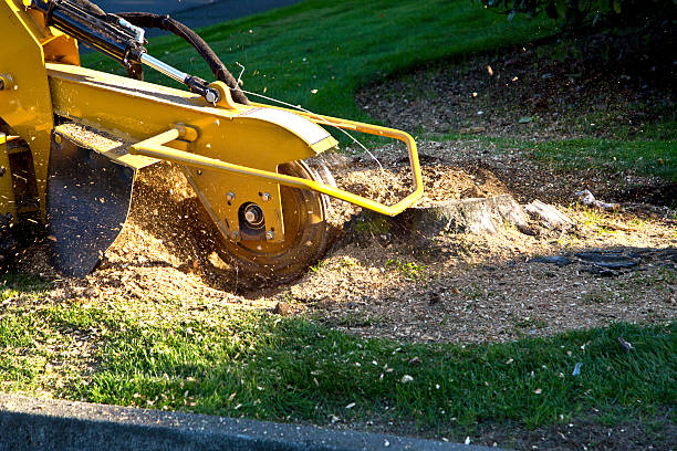 Malibu, CA Tree Removal Company